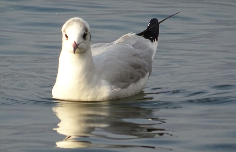 Chroicocephalus ridibundus (Gabbiano comune)